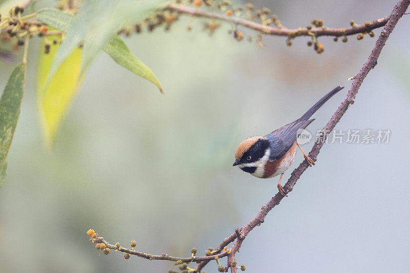 山雀:成年黑喉山雀(Aegithalos concinnus)，又称黑喉山雀。